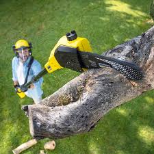 Best Tree Preservation Services  in Warm Springs, CA